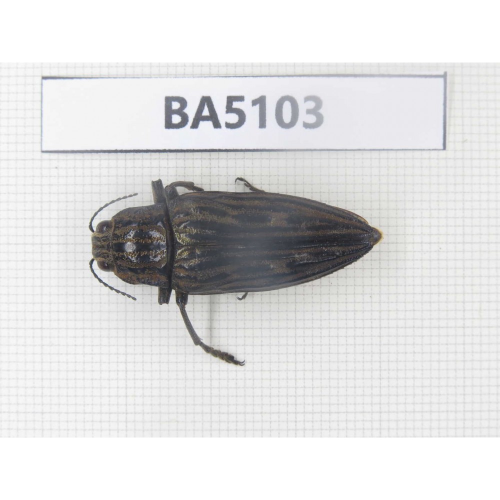 Buprestidae sp. China, Guangxi, Liuzhou, Mt.Damingshan. 1Pcs. BA5103.