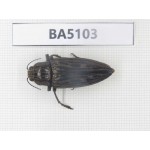 Buprestidae sp. China, Guangxi, Liuzhou, Mt.Damingshan. 1Pcs. BA5103.