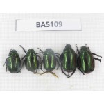 Rutelidae sp. China, Tibet, Linzhi, Bomi county. 5Pcs. BA5109.