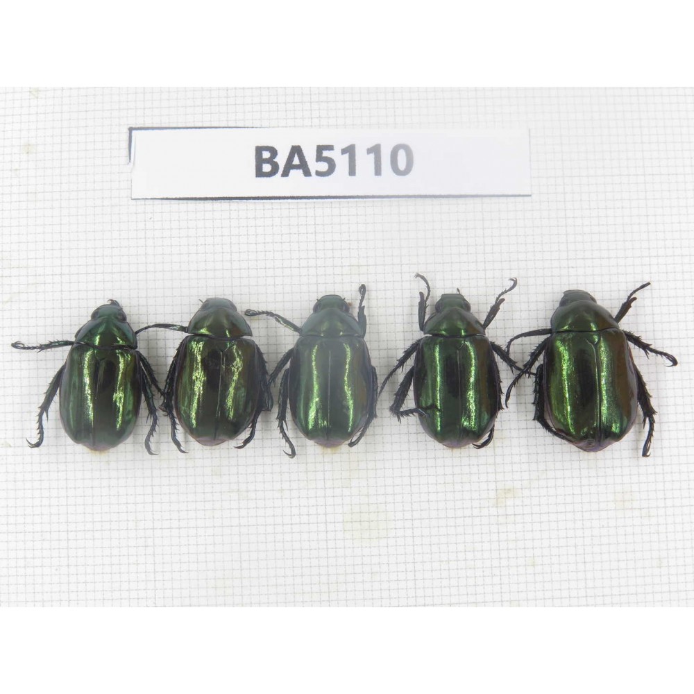 Rutelidae sp. China, Tibet, Linzhi, Bomi county. 5Pcs. BA5110.