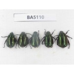 Rutelidae sp. China, Tibet, Linzhi, Bomi county. 5Pcs. BA5110.