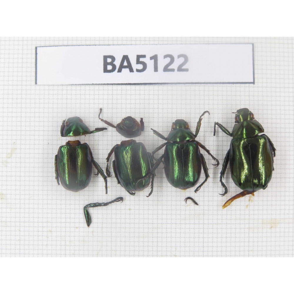 Rutelidae sp. China, Tibet, Linzhi, Yalungzangboo valley. 4Pcs. BA5122.