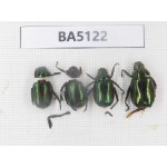 Rutelidae sp. China, Tibet, Linzhi, Yalungzangboo valley. 4Pcs. BA5122.