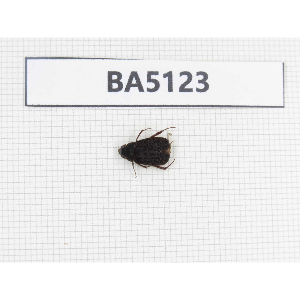 Melolonthidae sp. China, Tibet, Linzhi, Bomi county. 1Pcs. BA5123.