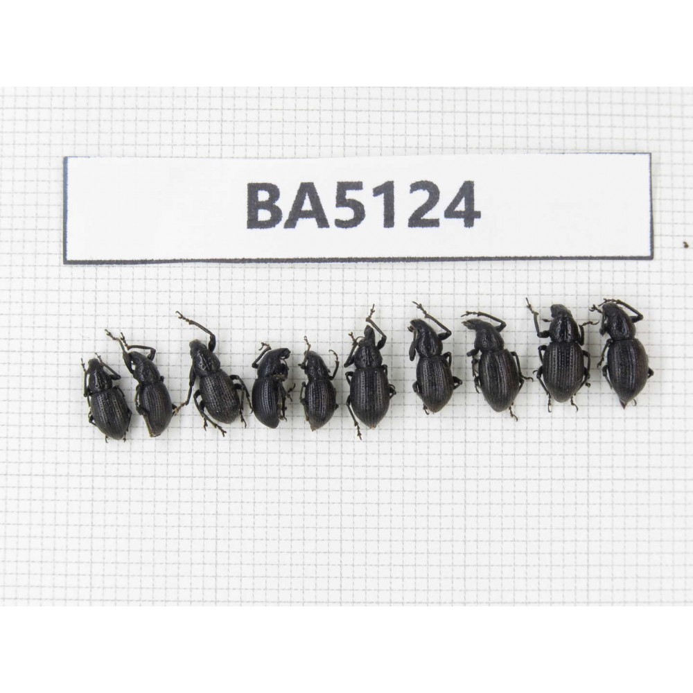 Curculionidae sp. China, Tibet, Linzhi, Bomi county. 10Pcs. BA5124.