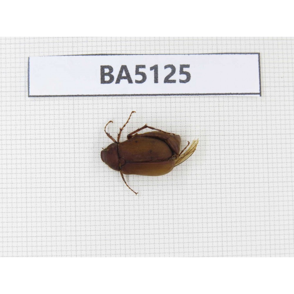 Melolonthidae sp. China, Tibet, Linzhi, Bomi county. 1Pcs. BA5125.