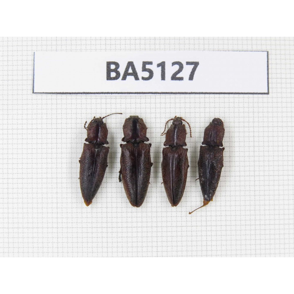 Elateridae sp. China, Tibet, Linzhi, Bomi county. 4Pcs. BA5127.