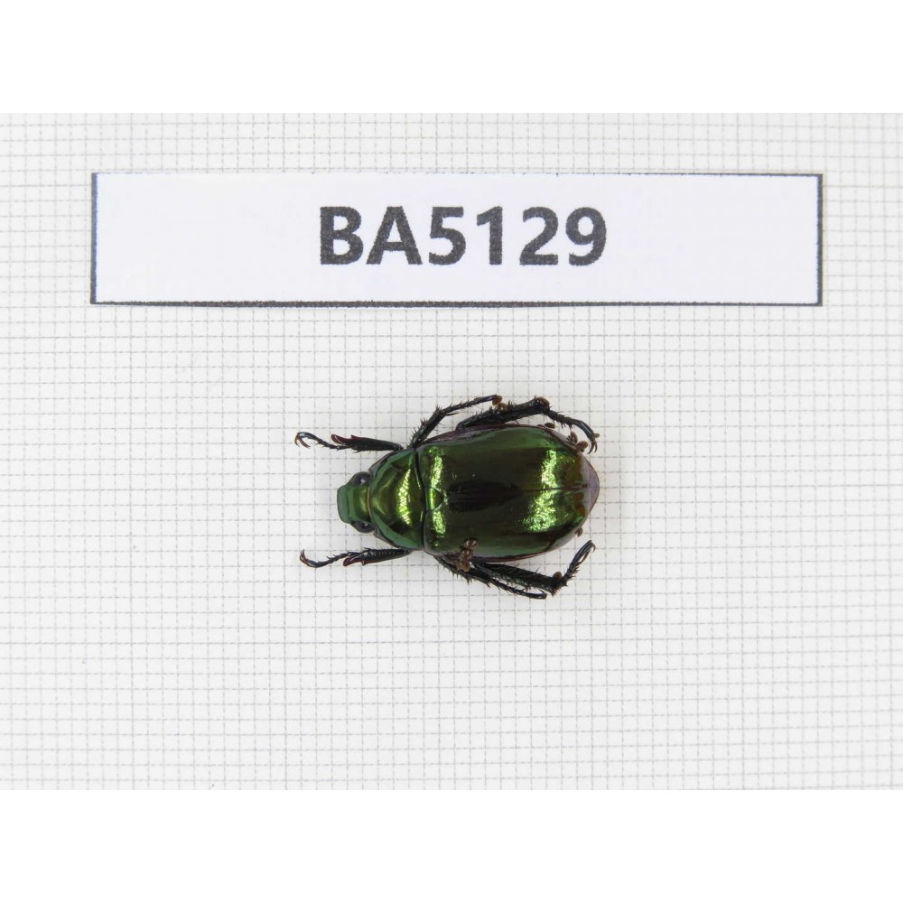Rutelidae sp. China, Tibet, Linzhi, Bomi county. 1Pcs. BA5129.