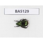 Rutelidae sp. China, Tibet, Linzhi, Bomi county. 1Pcs. BA5129.