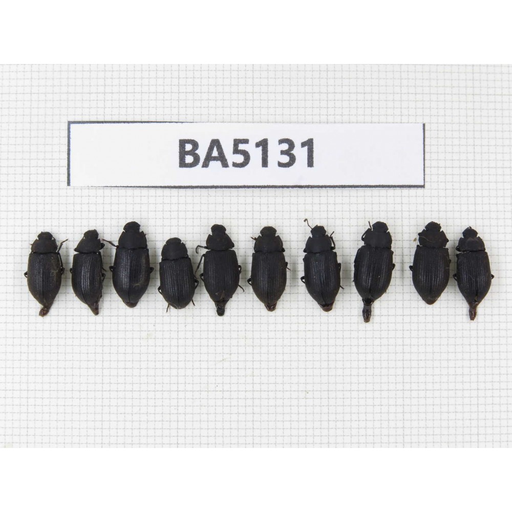 Tenebrionidae sp. China, Tibet, Linzhi, Bomi county. 10Pcs. BA5131.