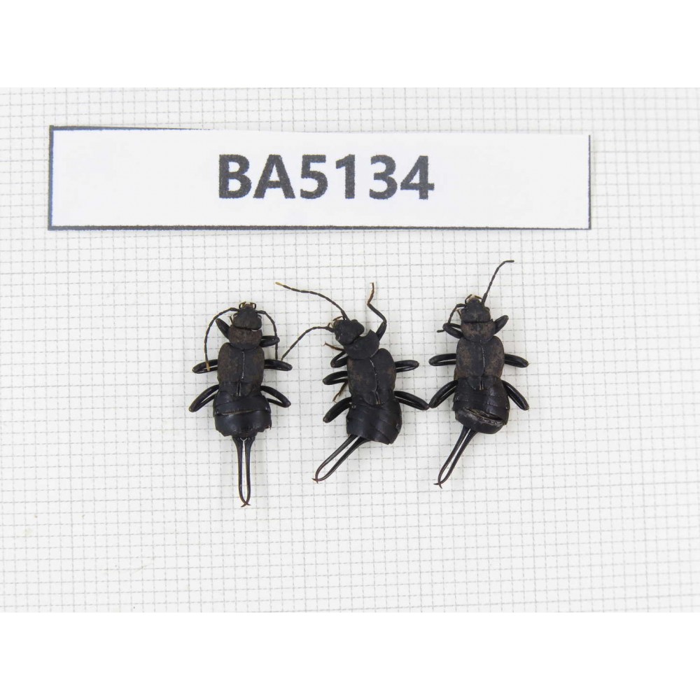 Dermaptera sp. China, Tibet, Linzhi, Bomi county. 3Pcs. BA5134.