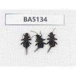 Dermaptera sp. China, Tibet, Linzhi, Bomi county. 3Pcs. BA5134.