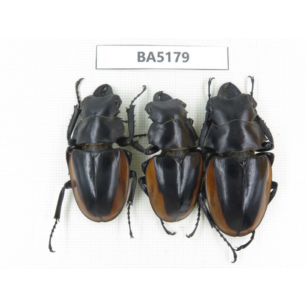 Odontolabis cuvera ssp. China, Yunnan, Pingbian county, Mt.Daweishan. 3M. BA5179.