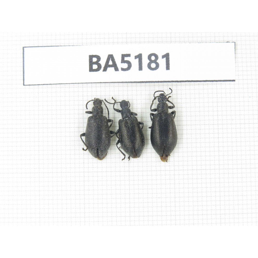 Coleoptera sp. China, Yunnan, Nujiang, N of Mt.Biluoxueshan. 3Pcs. BA5181.
