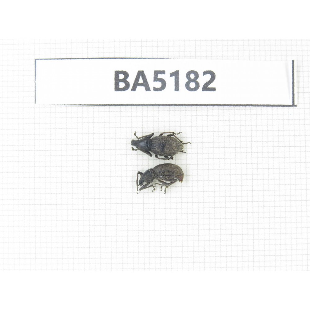 Curculionidae sp. China, Yunnan, Nujiang, N of Mt.Biluoxueshan. 2Pcs. BA5182.