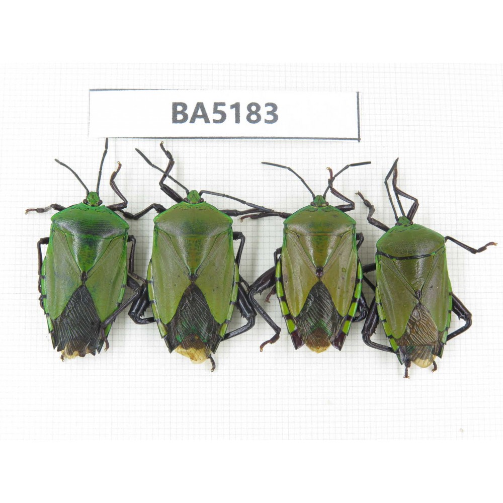 Hemiptera sp. China, Yunnan, Nujiang, N of Mt.Biluoxueshan. 4Pcs. BA5183.