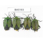 Hemiptera sp. China, Yunnan, Nujiang, N of Mt.Biluoxueshan. 4Pcs. BA5183.