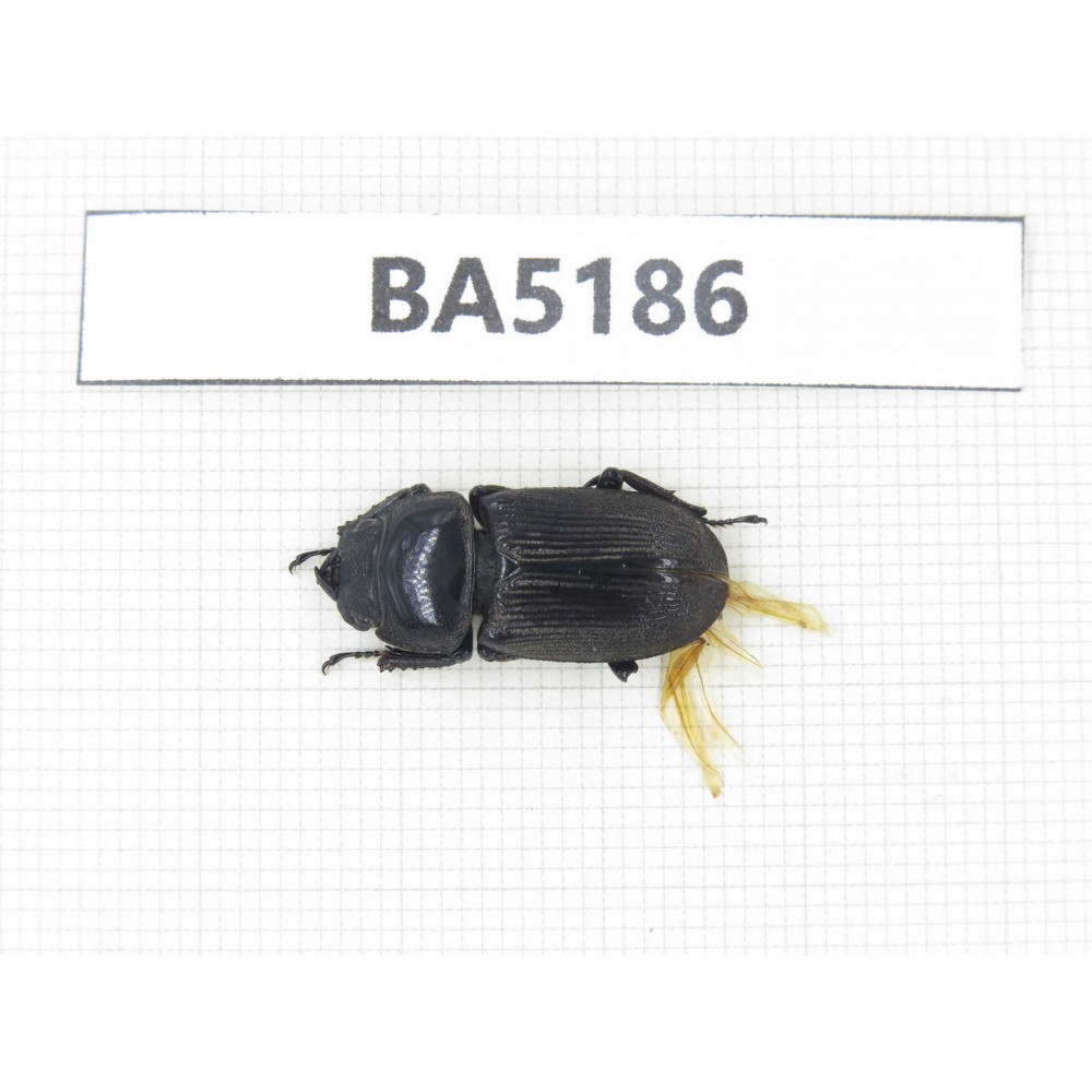 Dorcus sp. China, Yunnan, Nujiang, N of Mt.Biluoxueshan. 1F. BA5186.