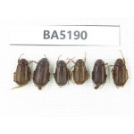Melolonthidae sp. China, Yunnan, Nujiang, N of Mt.Biluoxueshan. 6Pcs. BA5190.
