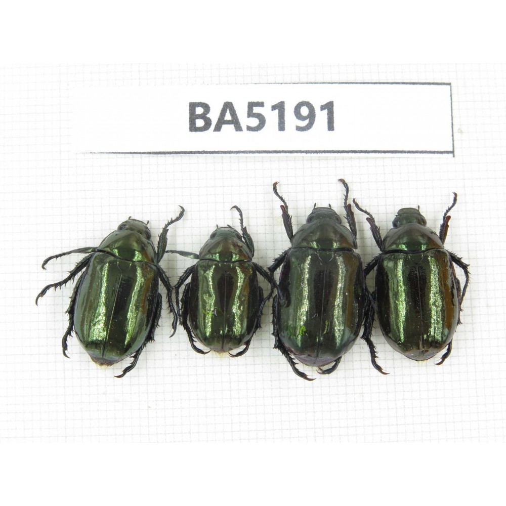 Rutelidae sp. China, Yunnan, Nujiang, N of Mt.Biluoxueshan. 4Pcs. BA5191.