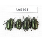 Rutelidae sp. China, Yunnan, Nujiang, N of Mt.Biluoxueshan. 4Pcs. BA5191.