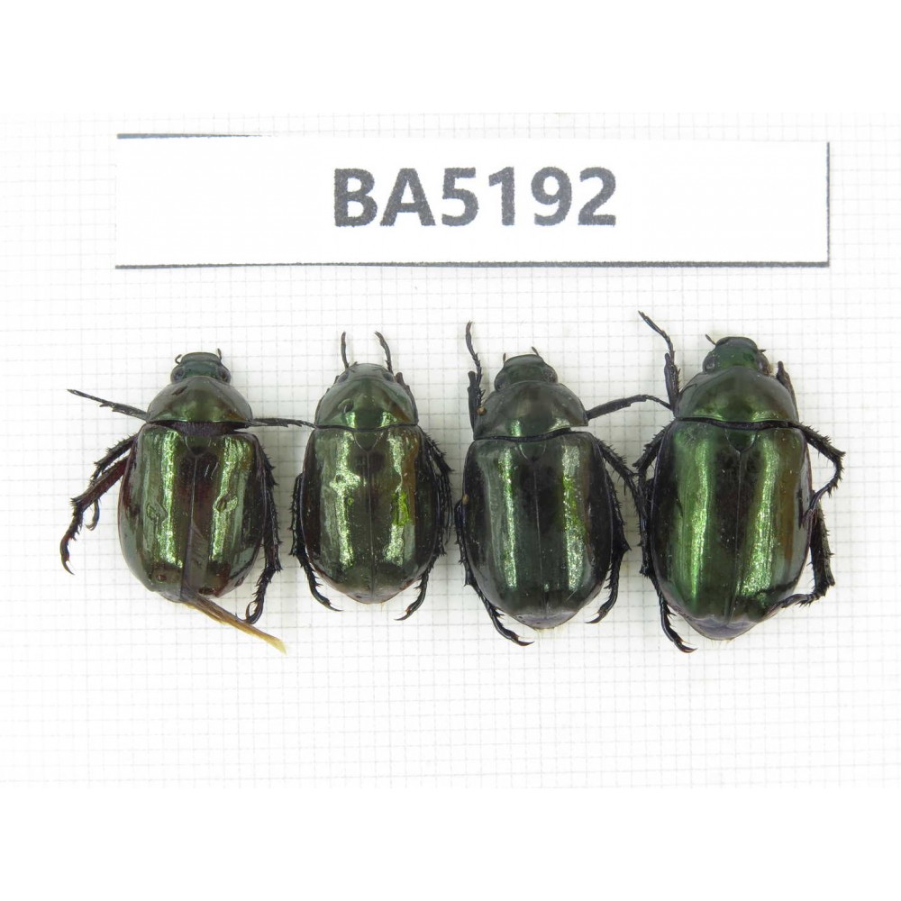 Rutelidae sp. China, Yunnan, Nujiang, N of Mt.Biluoxueshan. 4Pcs. BA5192.