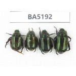Rutelidae sp. China, Yunnan, Nujiang, N of Mt.Biluoxueshan. 4Pcs. BA5192.