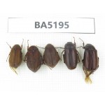 Melolonthidae sp. China, Yunnan, Nujiang, N of Mt.Biluoxueshan. 5Pcs. BA5195.