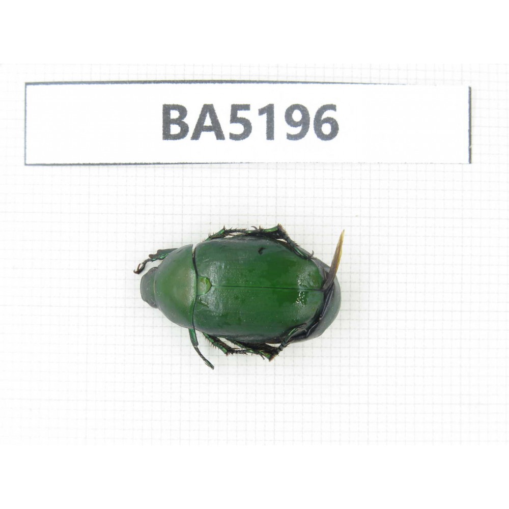 Rutelidae sp. China, Yunnan, Nujiang, N of Mt.Biluoxueshan. 1Pcs. BA5196.