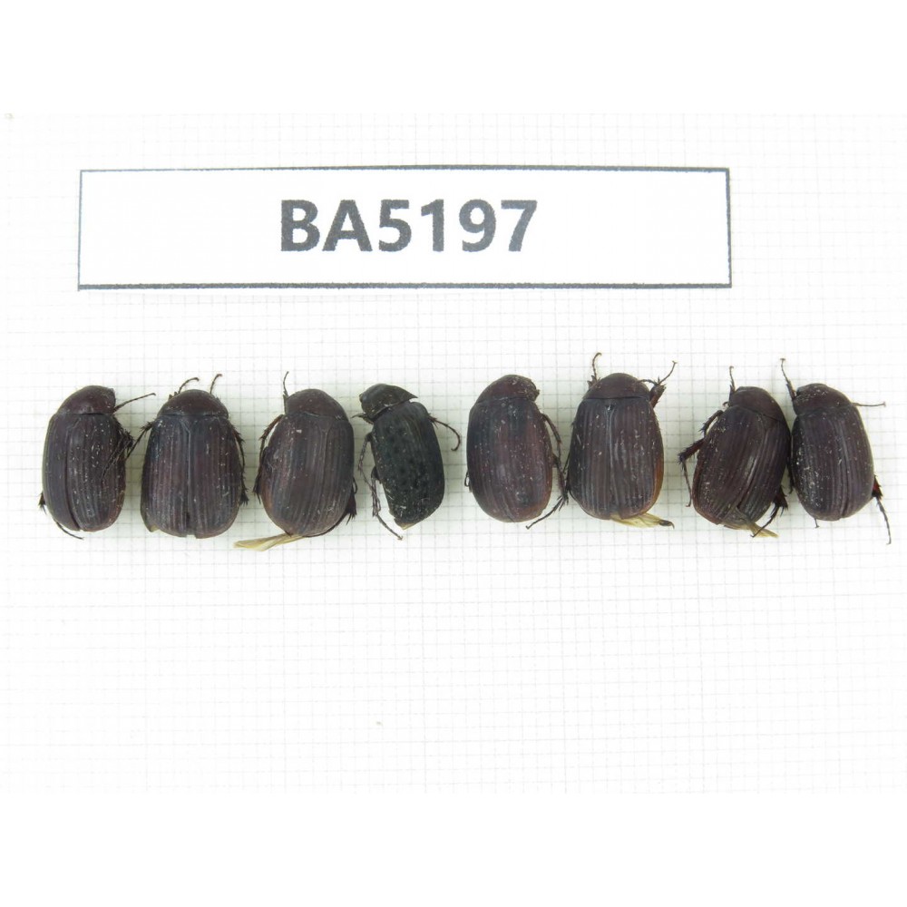 Melolonthidae sp. China, Yunnan, Nujiang, N of Mt.Biluoxueshan. 8Pcs. BA5197.
