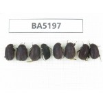 Melolonthidae sp. China, Yunnan, Nujiang, N of Mt.Biluoxueshan. 8Pcs. BA5197.
