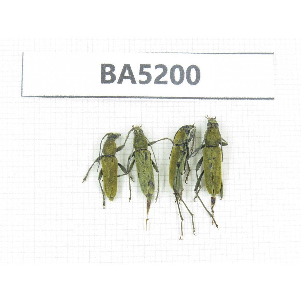 Cerambycidae sp. China, Yunnan, Nujiang, N of Mt.Biluoxueshan. 4Pcs. BA5200.