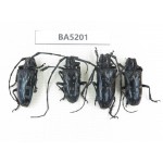 Cerambycidae sp. China, Yunnan, Nujiang, N of Mt.Biluoxueshan. 4Pcs. BA5201.