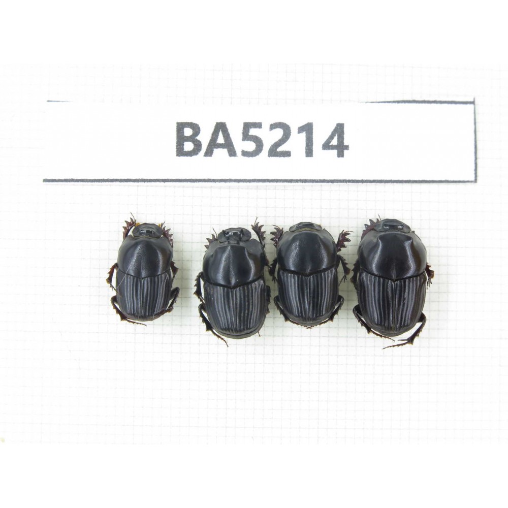 Geotrupidae sp. China, Yunnan, Honghe, Yuanyang county. 4Pcs. BA5214.