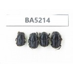 Geotrupidae sp. China, Yunnan, Honghe, Yuanyang county. 4Pcs. BA5214.