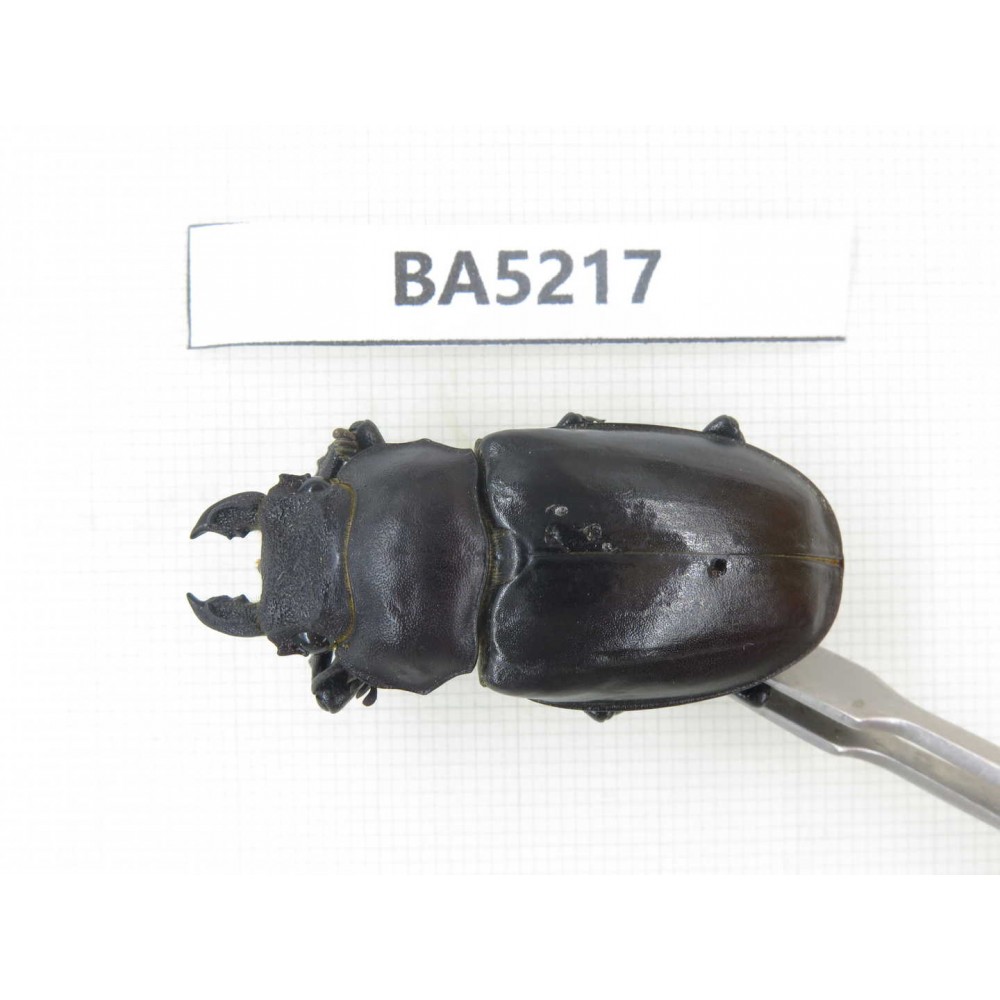Lucanus sp. China, Yunnan, Dali, Jianchuan county. 1F. BA5217.