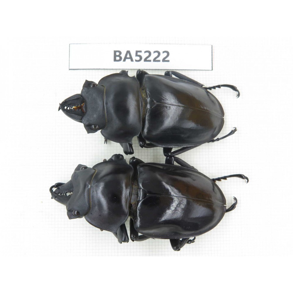 Neolucanus sp. China, Yunnan, Honghe, Jinping county. 2M. BA5222.