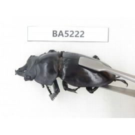 Neolucanus sp. China, Yunnan, Honghe, Jinping county. 2M. BA5222.