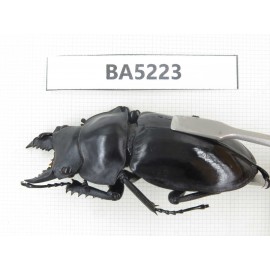Neolucanus sp. China, Yunnan, Honghe, Jinping county. 2M. BA5223.