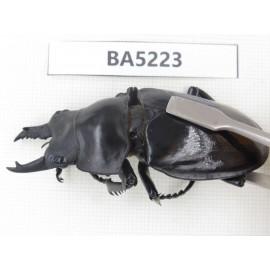 Neolucanus sp. China, Yunnan, Honghe, Jinping county. 2M. BA5223.