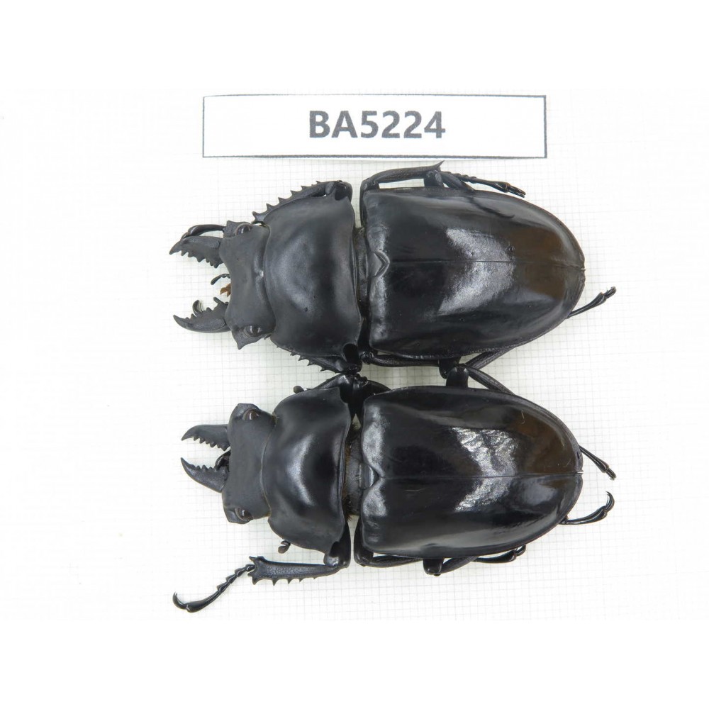 Neolucanus sp. China, Yunnan, Honghe, Jinping county. 2M. BA5224.