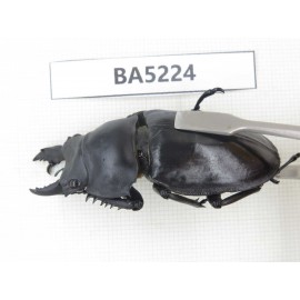 Neolucanus sp. China, Yunnan, Honghe, Jinping county. 2M. BA5224.
