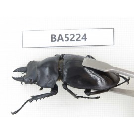 Neolucanus sp. China, Yunnan, Honghe, Jinping county. 2M. BA5224.