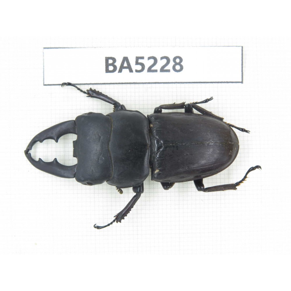 Dorcus sp. China, Yunnan, Honghe, Jinping county. 1M. BA5228.