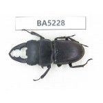 Dorcus sp. China, Yunnan, Honghe, Jinping county. 1M. BA5228.