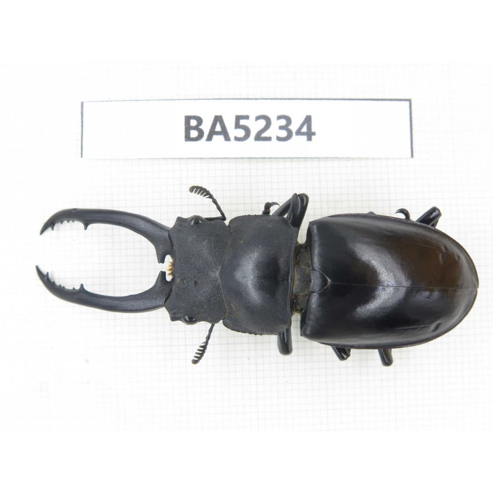 Prosopocoilus sp. China, Yunnan, Honghe, Jinping county. 1M. BA5234.