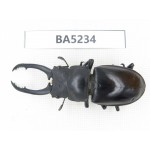 Prosopocoilus sp. China, Yunnan, Honghe, Jinping county. 1M. BA5234.