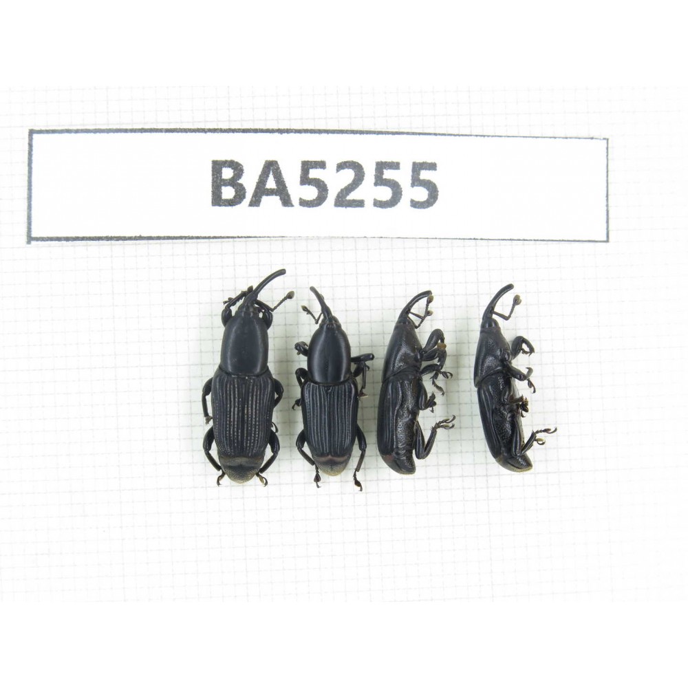 Curculionidae sp. China, Yunnan, Chuxiong, N of Mt.Ailaoshan. 4Pcs. BA5255.