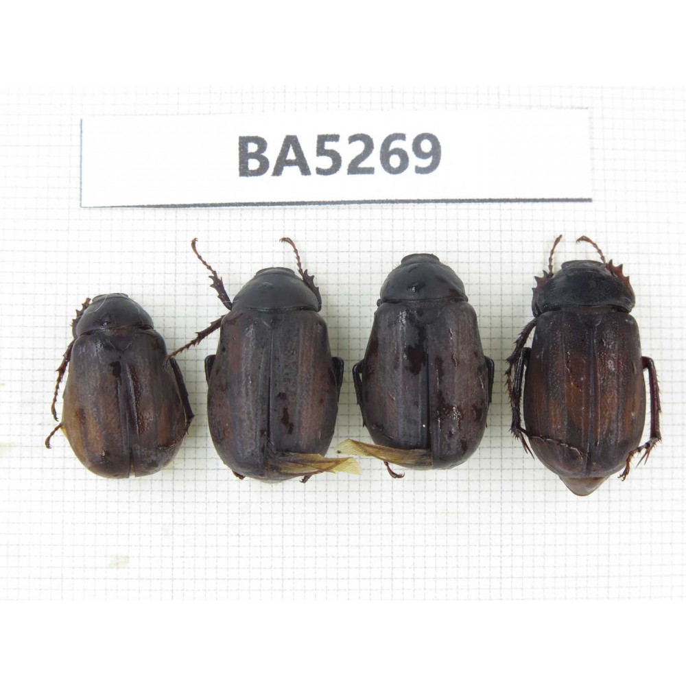 Melolonthidae sp. China, Yunnan, Dehong, Longchuan county. 4Pcs. BA5269.