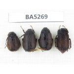 Melolonthidae sp. China, Yunnan, Dehong, Longchuan county. 4Pcs. BA5269.